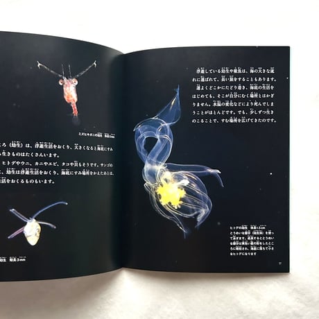 海のかたち　ぼくの見たプランクトン / たくさんのふしぎ391