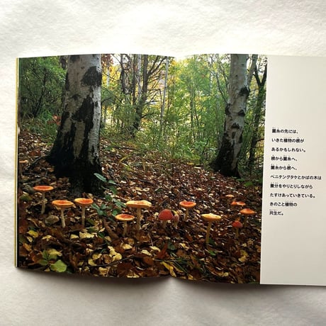 ほら、きのこが…　 / たくさんのふしぎ127