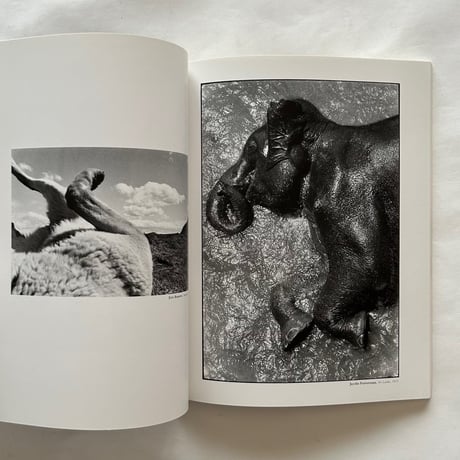 カメラ・インターナショナル 日本版4号 動物写真譚