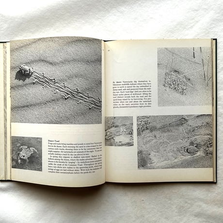 Tracks / E. A. R. Ennion & N. Tinbergen