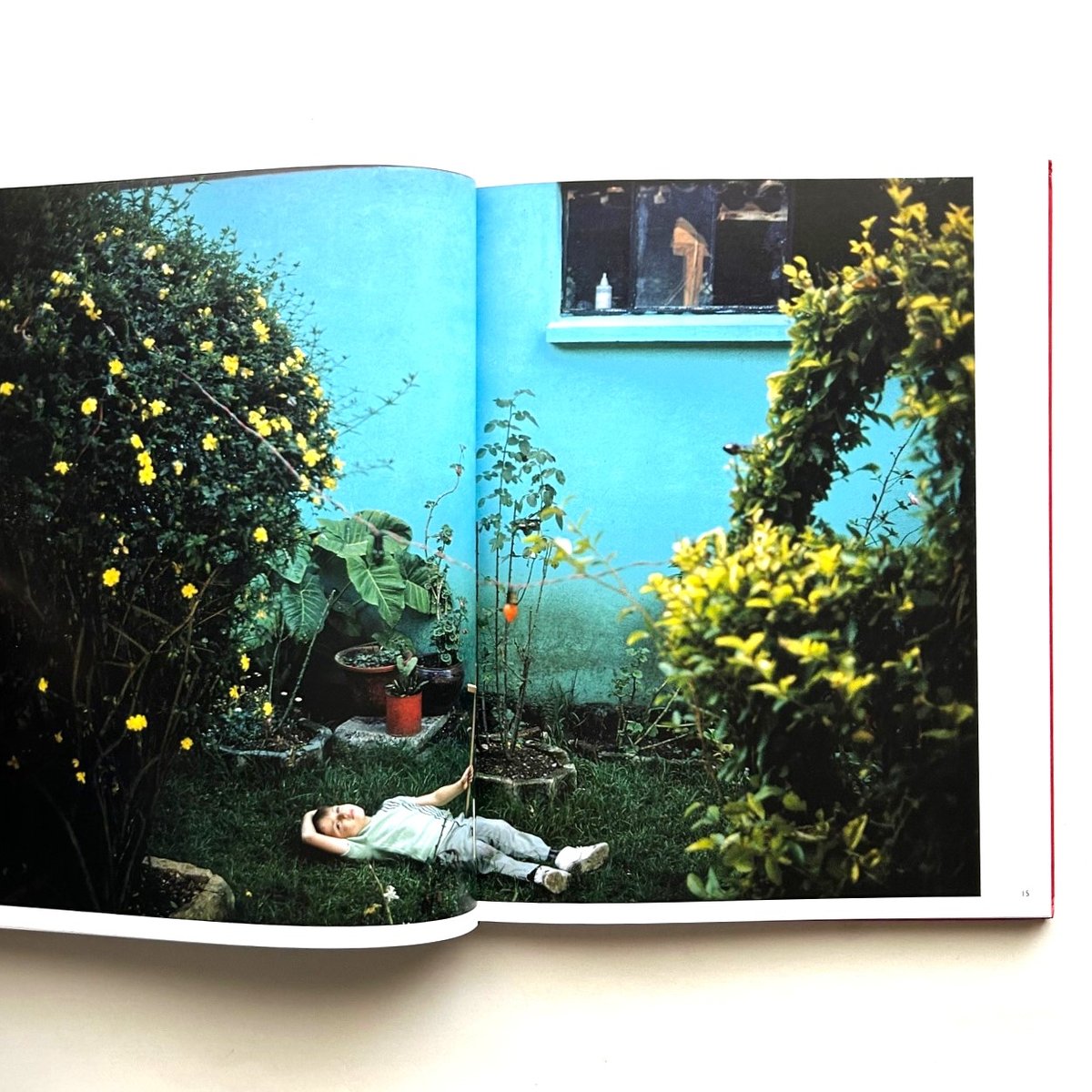 アート・デザイン・音楽 Joel Meyerowitz / Wild Flowers Amazon | Wild Flowers | Meyerowitz, Joel, Barrett, Maggie | Nature
