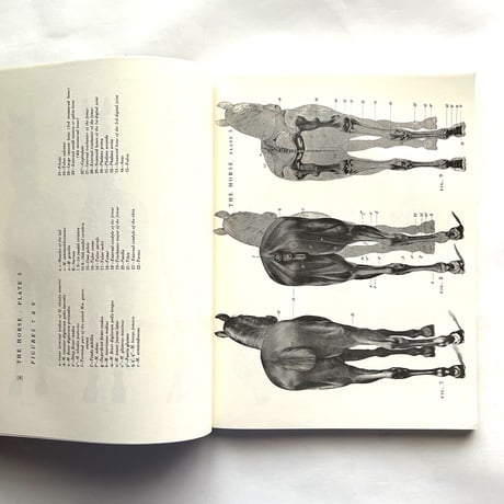 An Atlas of Animal Anatomy for Artists