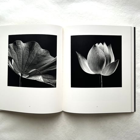 Hana 花 / 石元泰博