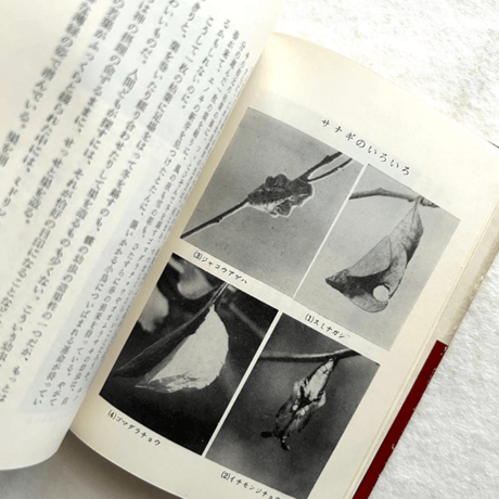 愛蝶記 / 浅田孝二