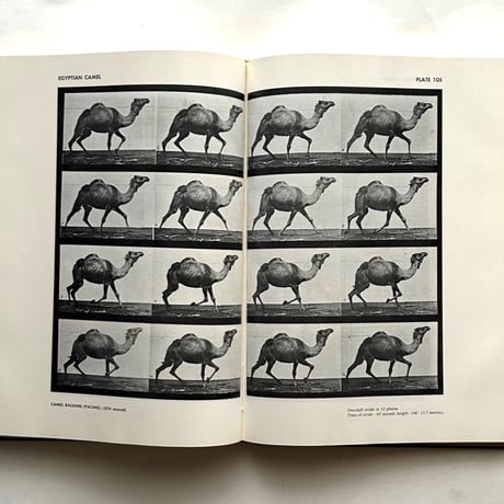 Animals in Motion / Eadweard Muybridge