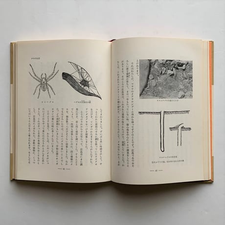 クモの生活   / 萱嶋泉