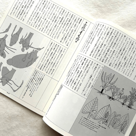 イモ文化再考 / 自然と文化32