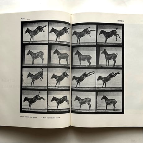 Animals in Motion / Eadweard Muybridge