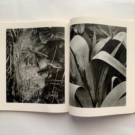 Paul Strand Fotografie