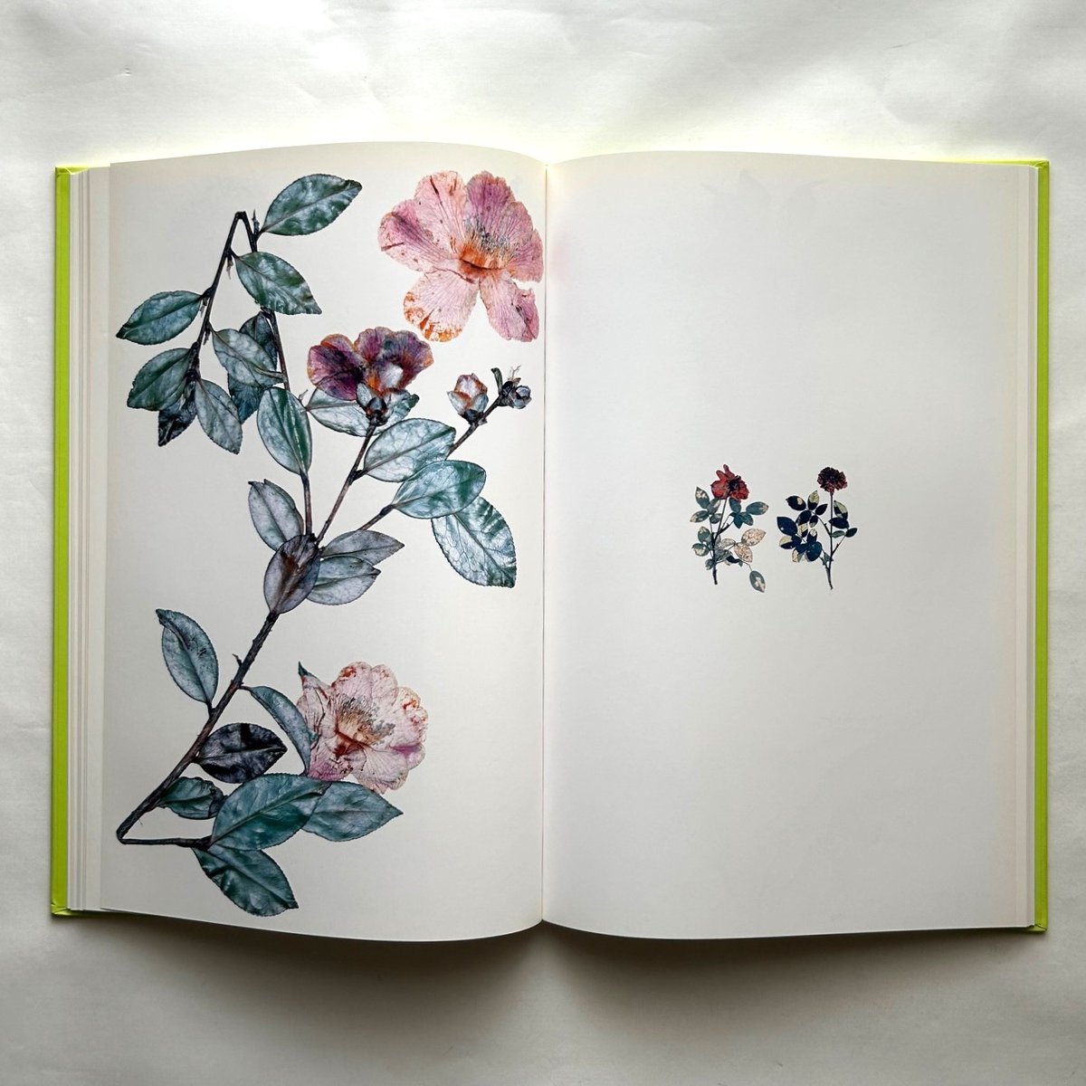 Flora / Nick Knight | 本まるさんかくしかく Flora / Nick Knight | 本まるさんかくしかく