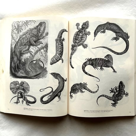 ANIMALS   /  ジム・ハーター.