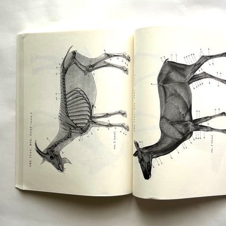 An Atlas of Animal Anatomy for Artists