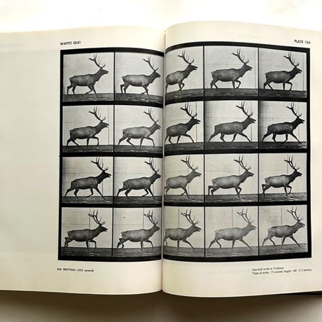 Animals in Motion / Eadweard Muybridge