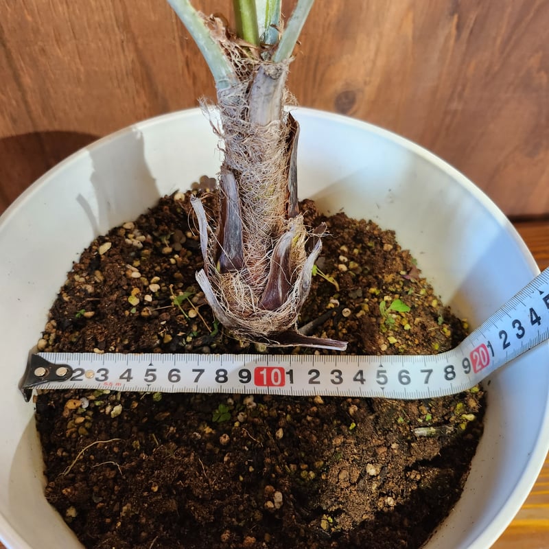 ブラヘア・アルマータ | kurk PLANT LEATHER