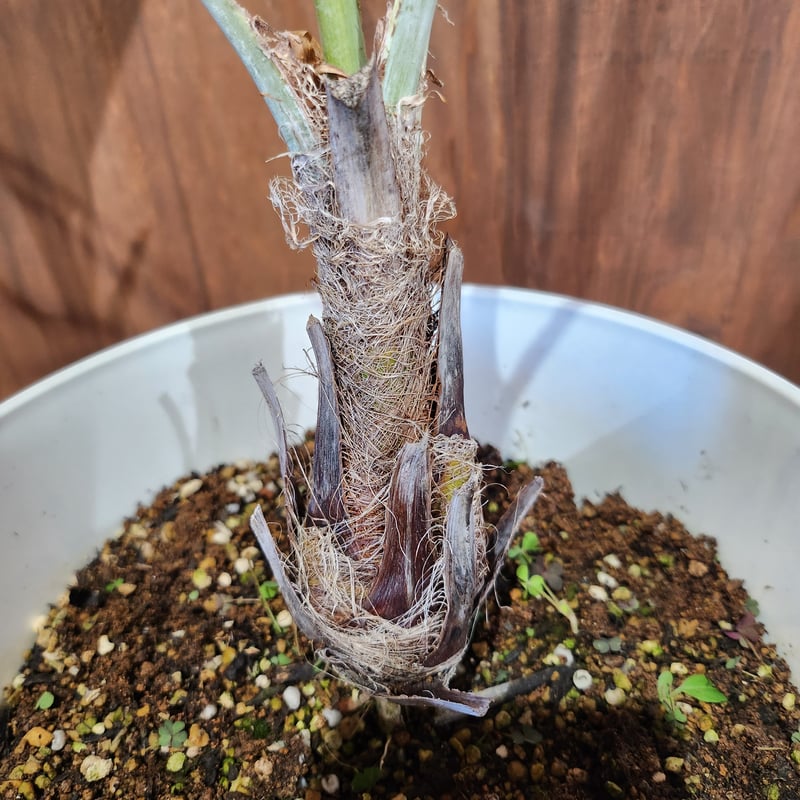 ブラヘア・アルマータ | kurk PLANT LEATHER