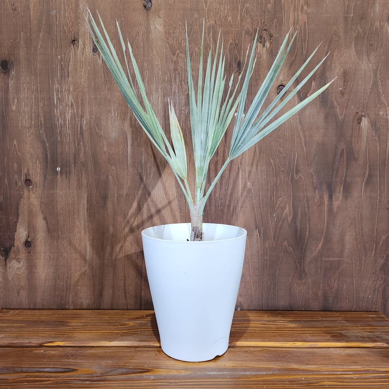 ブラヘアアルマータ Brahea armata 優良株 A blue chip ブラヘア