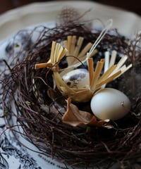 ソダス  bird nest