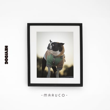 【HEY!DOG オープン記念限定】写真撮影  [特別割引プラン]