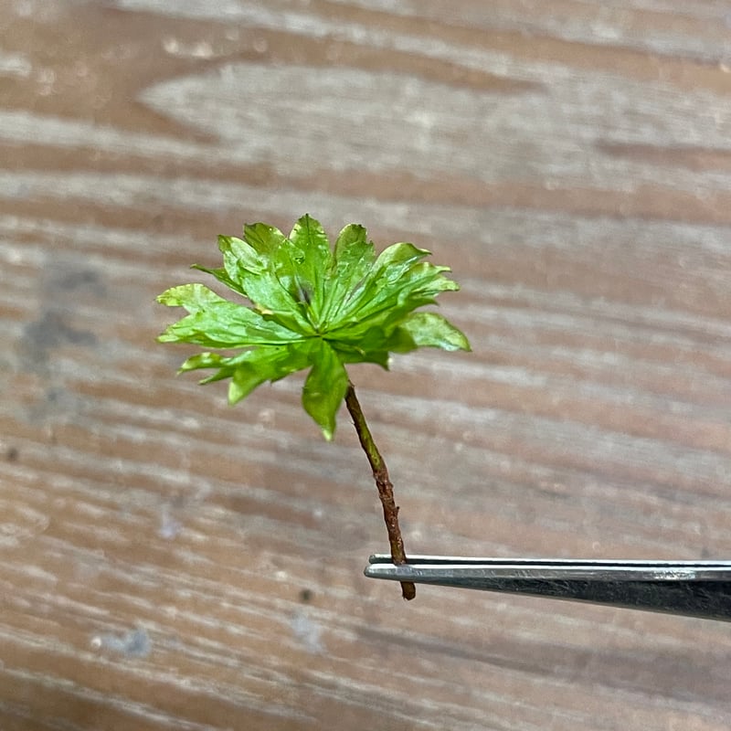 teru3　コケ各種5パレット他ヒノキゴケ、オオカサゴケ計4パック IMG_0955.jpeg