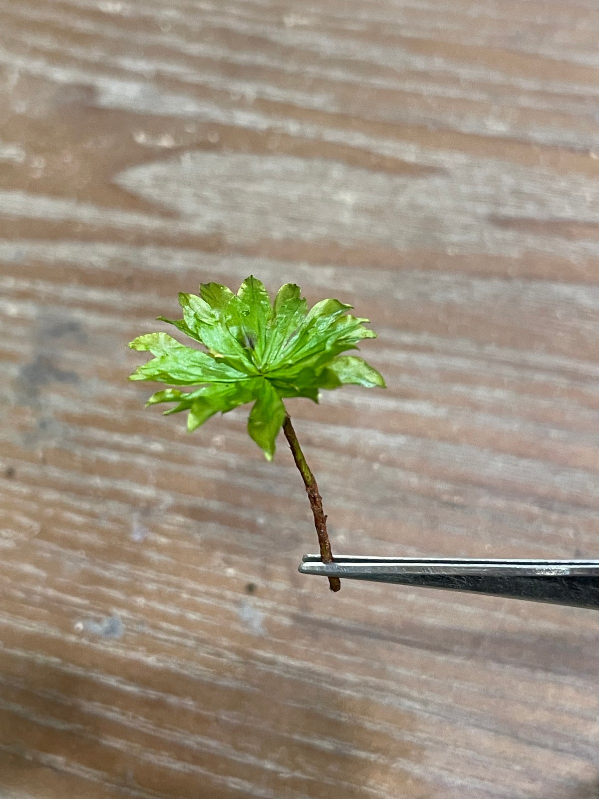 オオカサゴケ（3本） | moss-connect