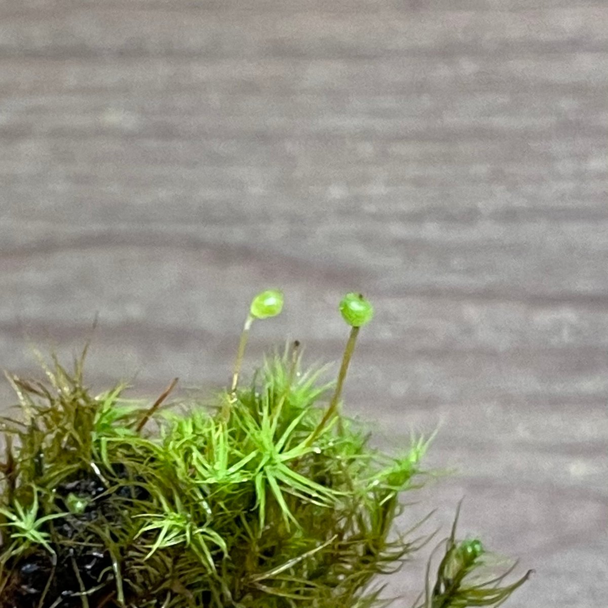 タマゴケ mossconnect