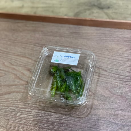 ホウオウゴケ