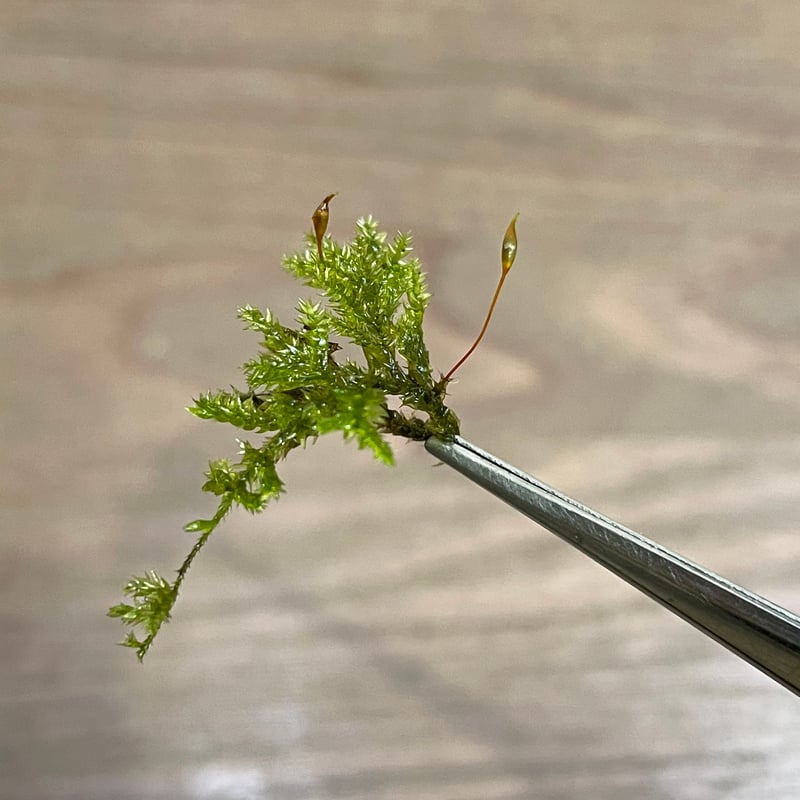 コクサゴケ | moss-connect