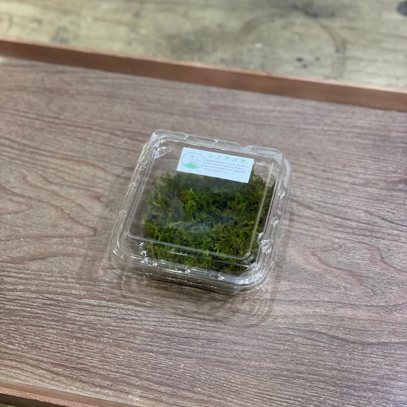 シノブゴケ | moss-connect