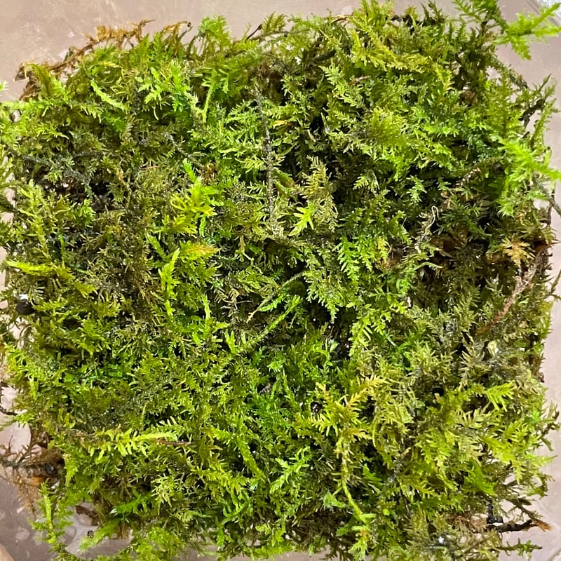 シノブゴケ | moss-connect