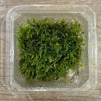 アツブサゴケ