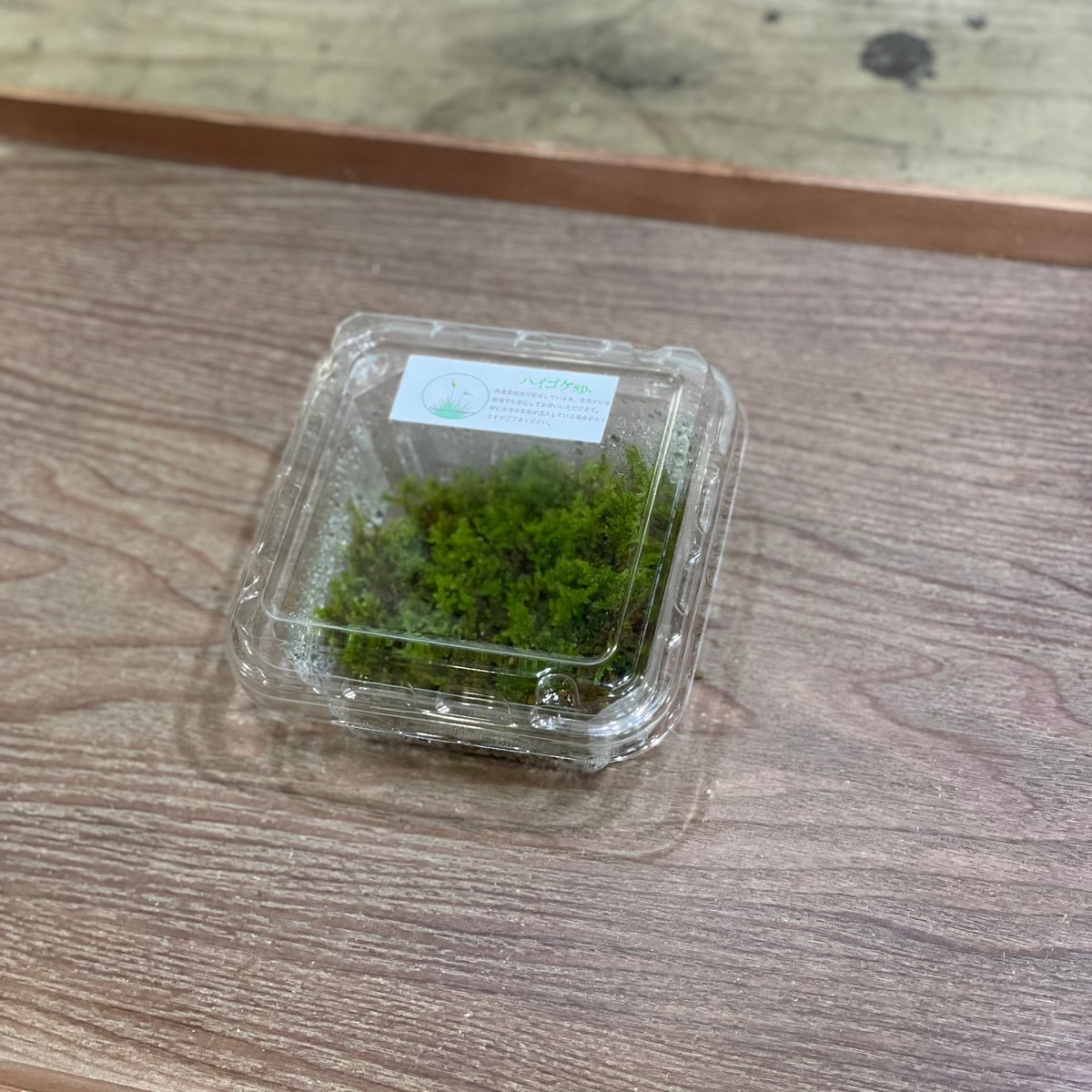 ハイゴケsp. | moss-connect