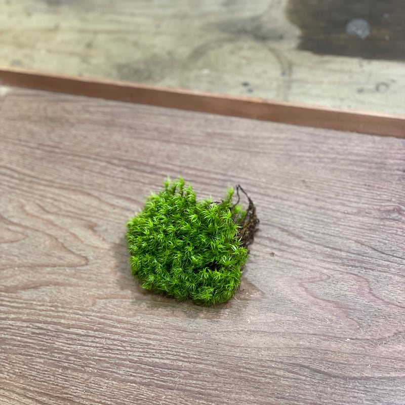 オオシッポゴケ | moss-connect オオシッポゴケ | moss-connect