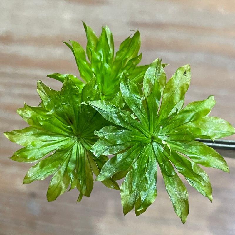 teru3様専用 コケ各種5パレット他ヒノキゴケ、オオカサゴケ計4パック