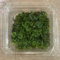ウチワゴケ