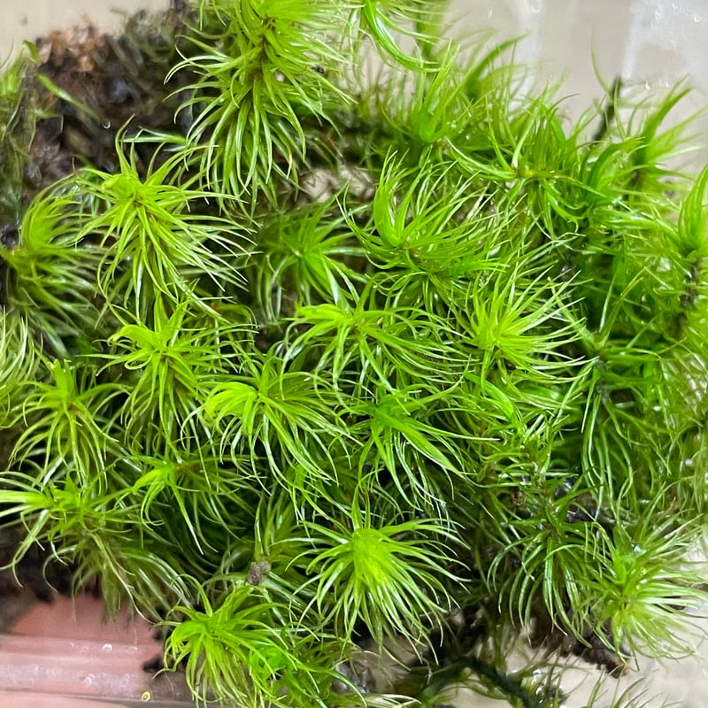 シッポゴケ 10枚 / ケース入り マット / 苔玉 苔庭 / MOSS