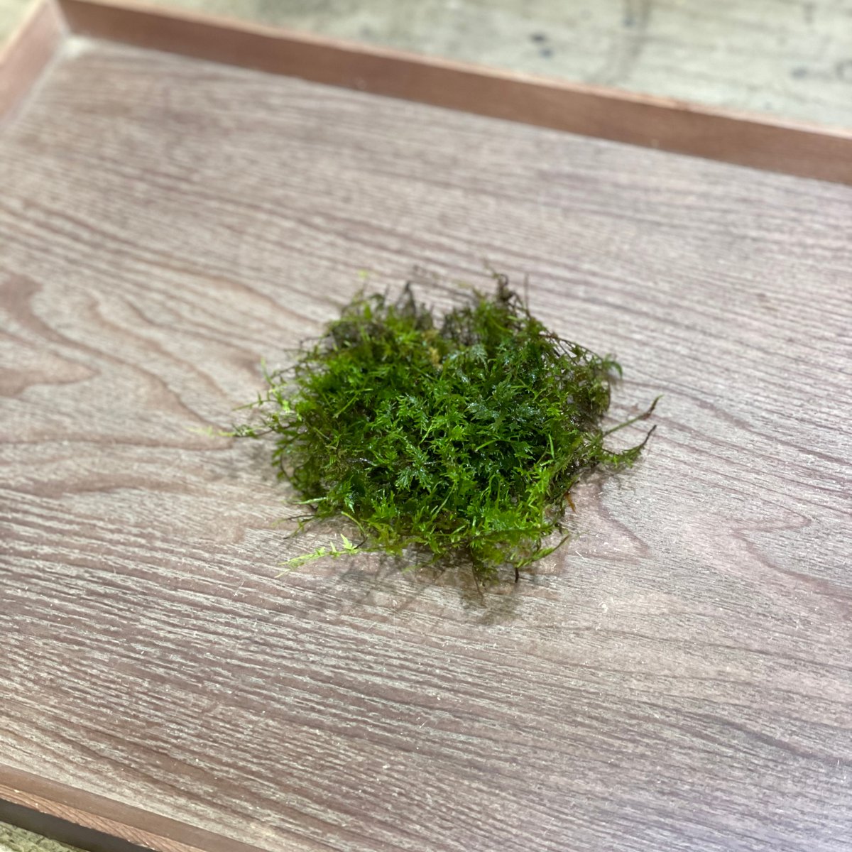 アオシノブゴケ | moss-connect