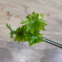 カサゴケ（4本）