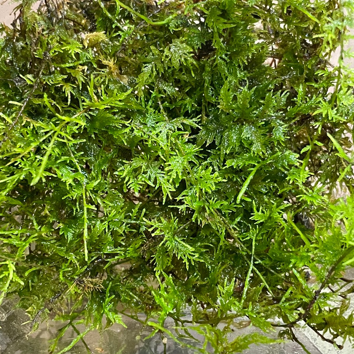 puyozou　シノブゴケ シノブゴケ(トヤマシノブゴケ) - 苔の通販・販売専門店 ハッピーモス