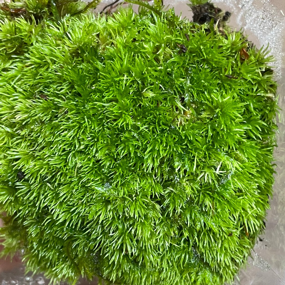 ako　　ホソバゴケ、シノブゴケ、コツボゴケ、オオカサゴケ合計9パック オキナゴケ | moss-connect