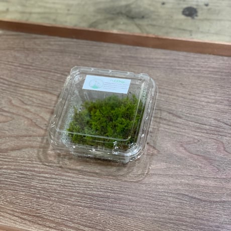 タチゴケ
