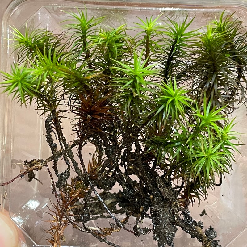 こけ 専門農家 直送 スギゴケ の 種 10L 苔 コケ 杉苔 スギゴケ 緑化 園芸 ガーデニング 盆栽 テラリウム 苔玉 観葉植物 自然 エコ DIY 寄せ植え 庭 造園 インテリア グリーン 土壌 床材 壁面緑化 屋上緑化 環境改善