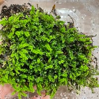 コバノチョウチンゴケ