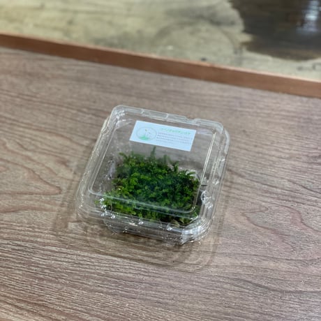 コバノチョウチンゴケ
