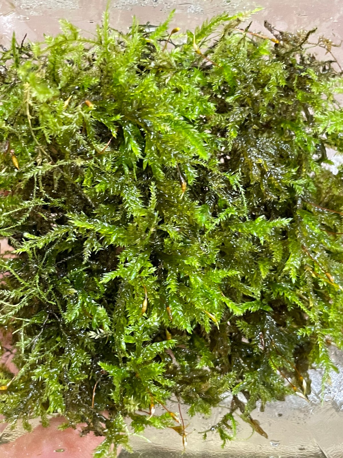 コクサゴケ | moss-connect