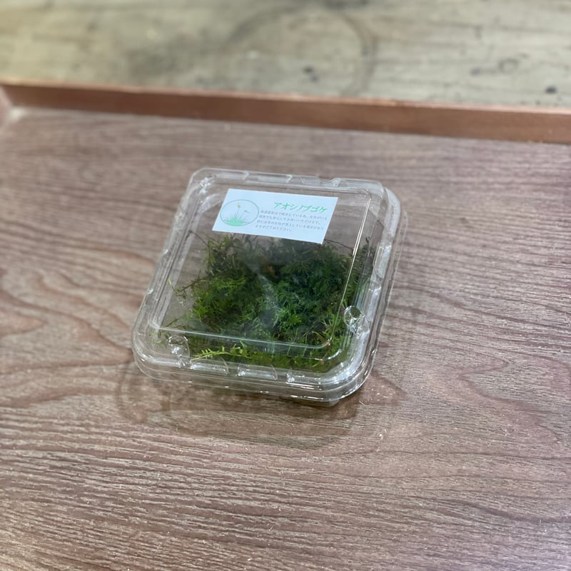 アオシノブゴケ | moss-connect