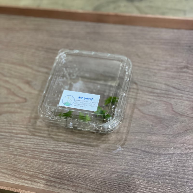 カサゴケ（4本） | moss-connect