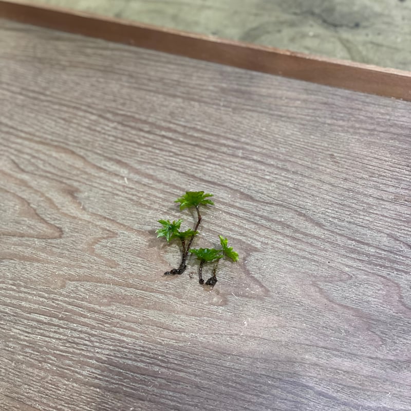 カサゴケ（4本） | moss-connect