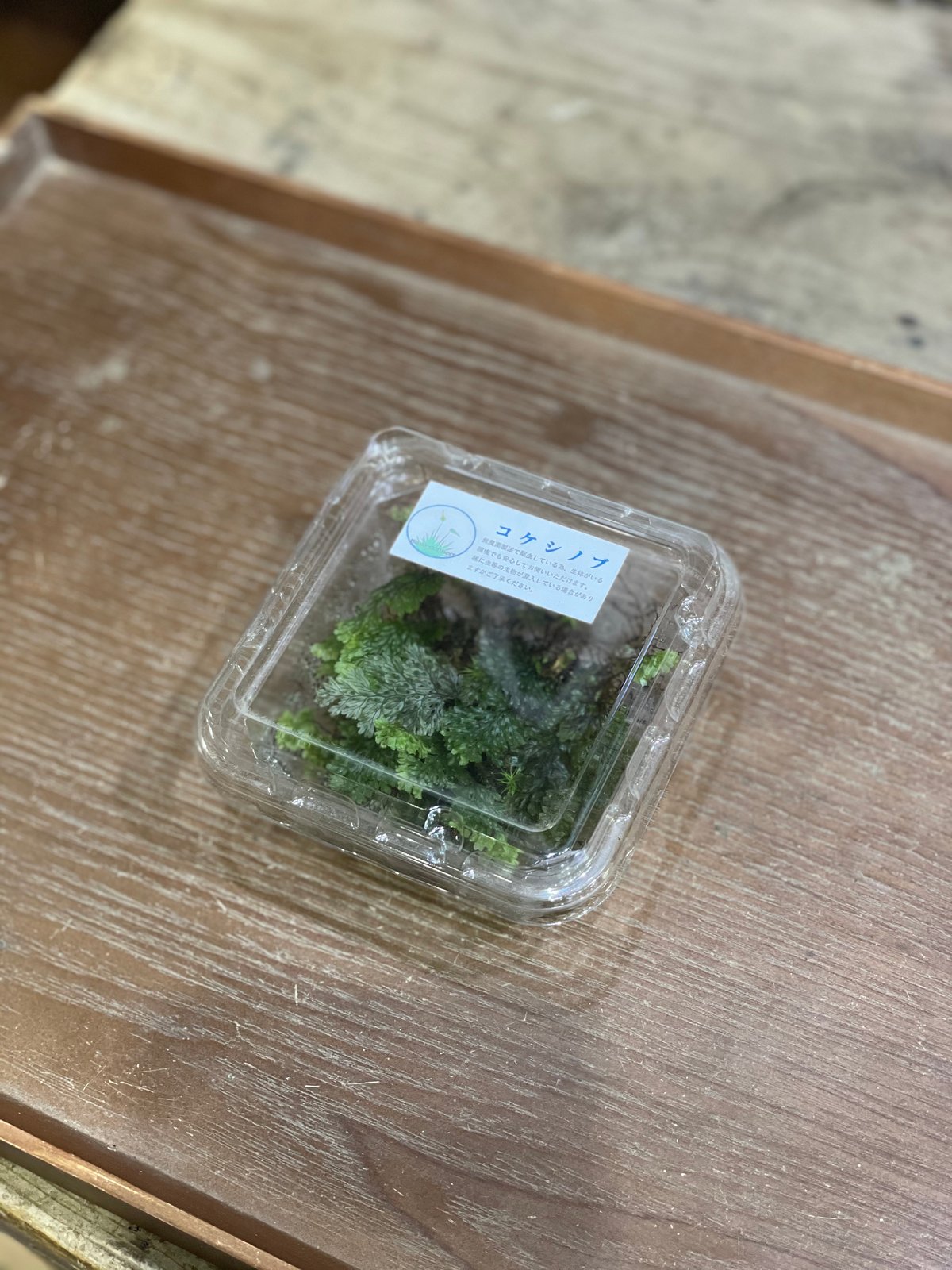 こけむすび こけむすび 苔むすび / 苔専門店 / 苔テラリウム/ 鎌倉駅 徒歩7分