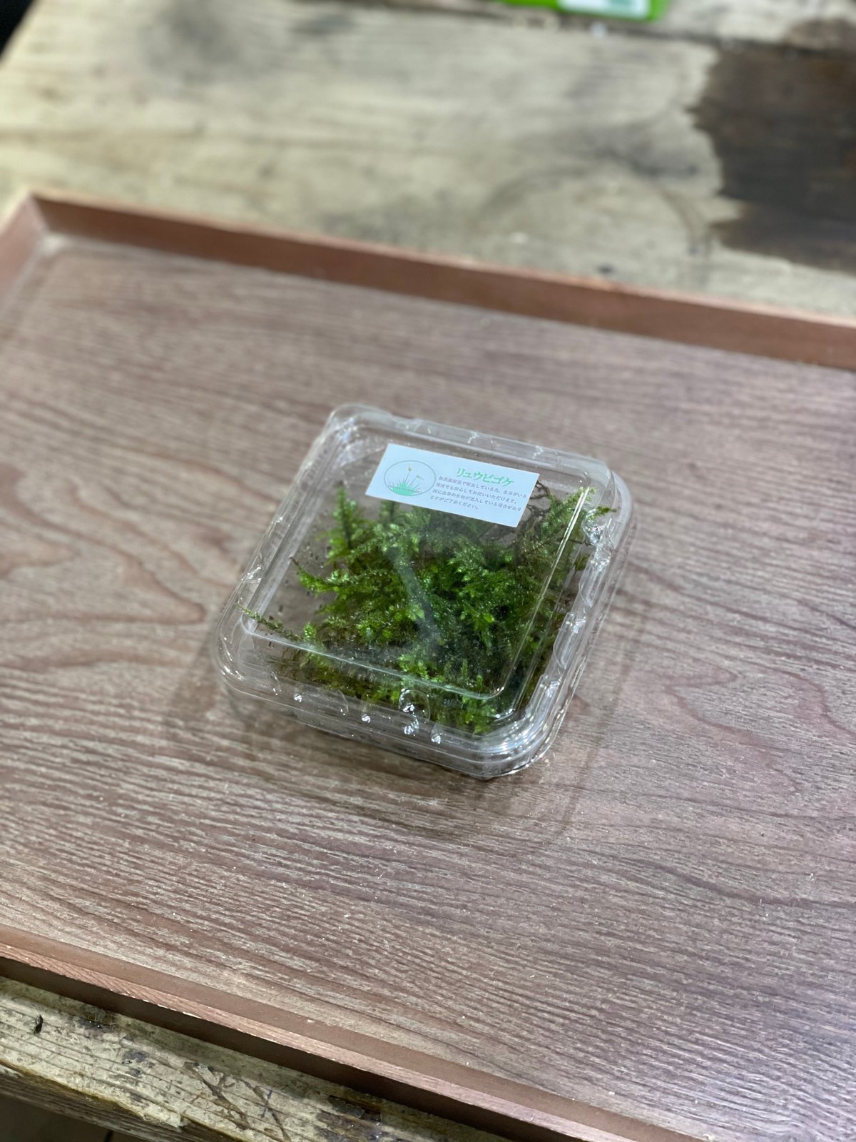 苔流(たいりゅう) リュウビゴケ | moss-connect