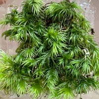 オオシラガゴケ